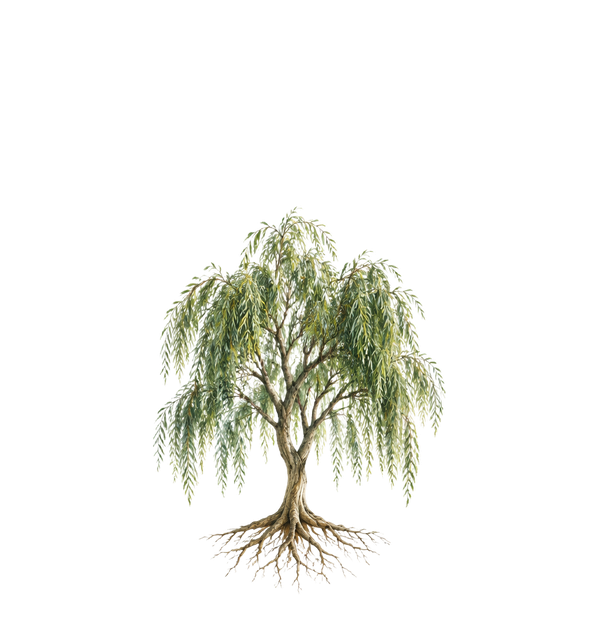 Clarity: an established willow with a leafy canopy