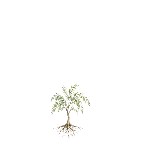 Foundation: a rooted willow sapling
